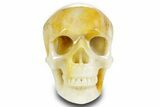 Realistic Banded Orange Calcite Skull #378611-1